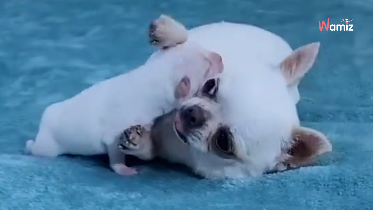 Video von Chihuahua und seinem Welpen löst garantiert einen Zuckerschock aus!