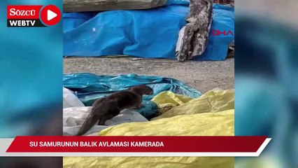 Su samurunun balık avlaması kamerada