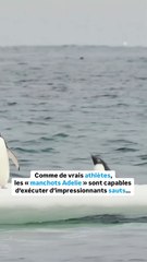 Cet animal est champion de saut en hauteur