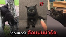 ออตี้ ต้าวแมวดำพันธุ์ไทย ตัวแน่นน่ารัก กลายเป็นขวัญใจชาวโซเชียล