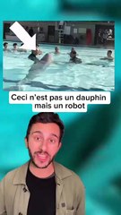 Des robots-dauphins en faveur du bien-être animal