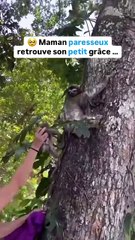 L’amour maternelle d'un bébé paresseux 🥹