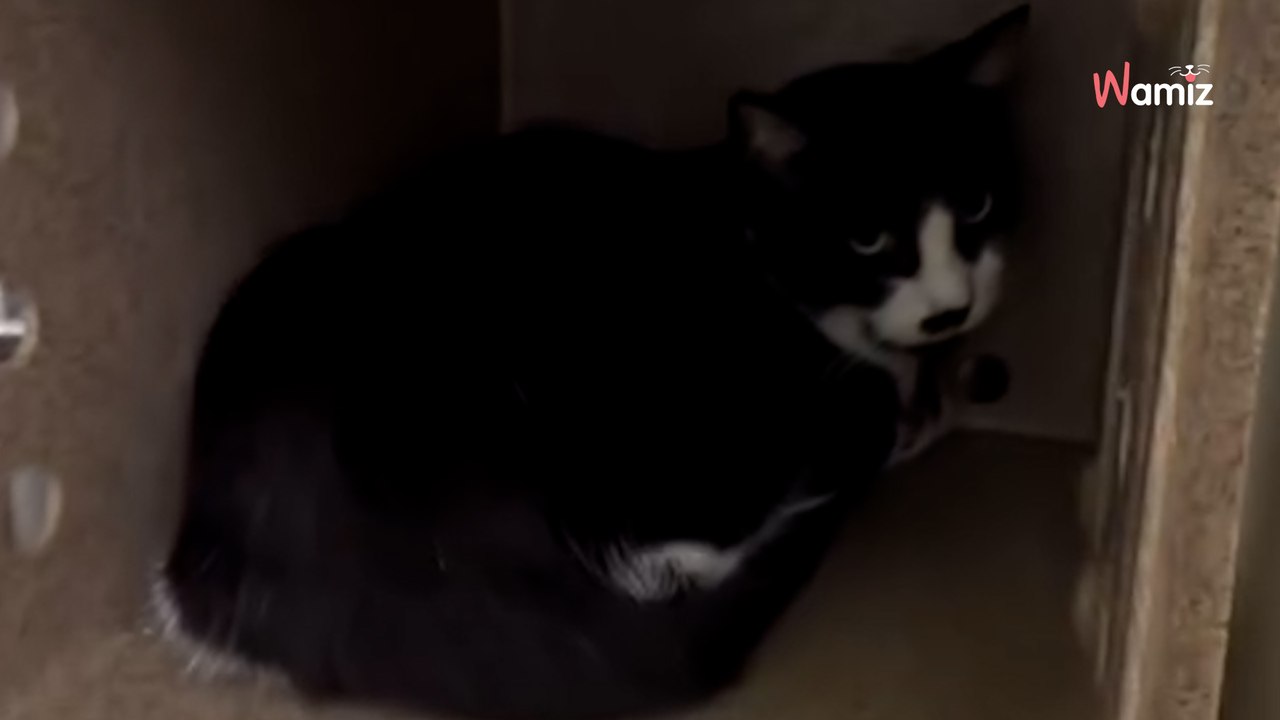 « Abandonné parce qu'il mangeait trop » : 1 semaine plus tard sa bonne étoile se met à briller (vidéo)