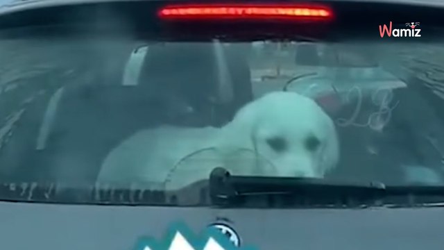 Un automobiliste rit aux éclats en voyant ce qui se passe dans la voiture devant lui !