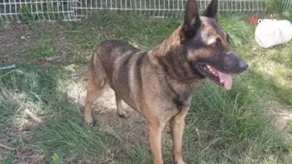 Depuis le décès de sa maîtresse il y a plusieurs mois, ce chien vit constamment à l'attache sur un terrain inondable