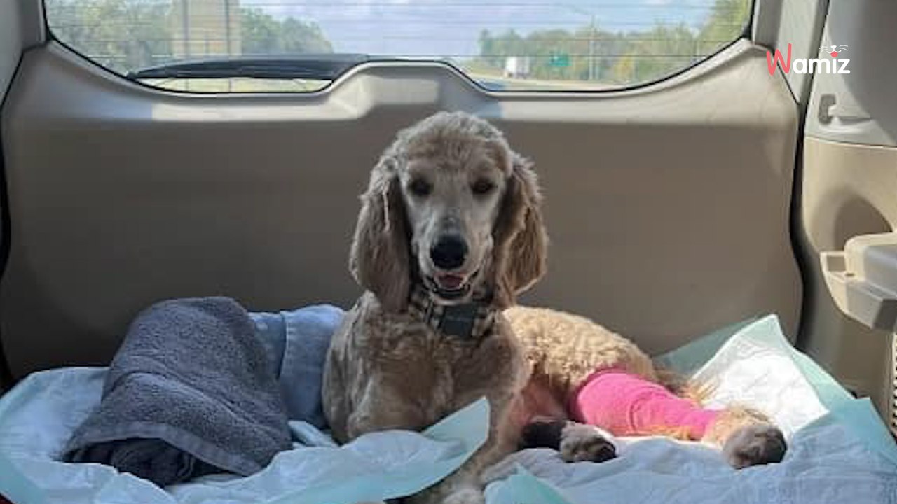 Un couple trouve une chienne blessée : pour payer le véto, il décide d’utiliser l’argent de leur mariage