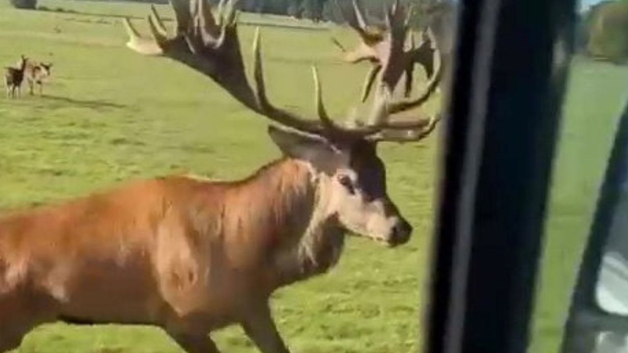 Hirsch verursachte einen Schaden in Höhe von 1.000 Pfund Sterling an einem weißen Ford Transit Transporter, nachdem er diesen angriff