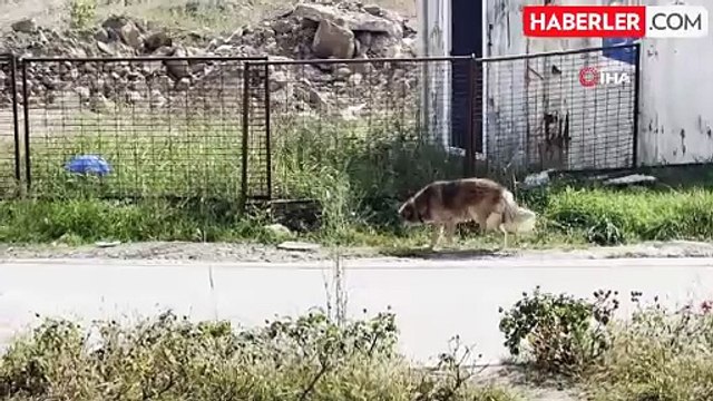Üniversiteliler Sokak Hayvanlarını Unutmadı