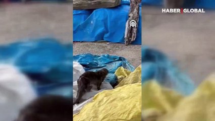 Bartın'da ortaya çıktı: Nesli tehlike altındaki tür yiyecek arayıp balık avlarken görüntülendi
