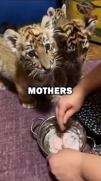 TIGERS FIND DOG MOM! #animals #animalstories #animalrescue #cute #pets