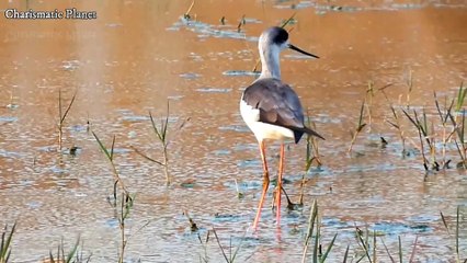 Black winged stilt (Himantopus himantopus)