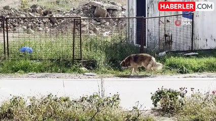 Üniversiteliler Sokak Hayvanlarını Unutmadı