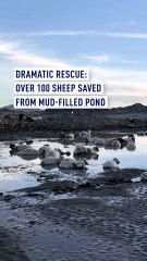 Dramatic rescue: Over 100 sheep saved from mud-filled pond