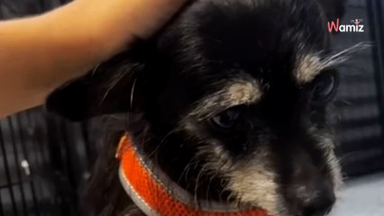 Ils abandonnent leur chien de 13 ans en refuge : 2,4M de personnes se révoltent en entendant son histoire (vidéo)