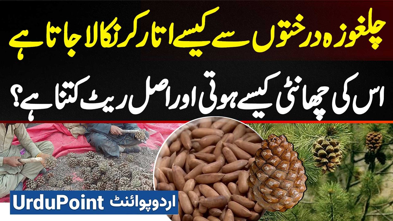 Chilgoza Kaise Nikalta Hai - Chilgoza Ki Processing Kaise Hoti Hai Aur ...