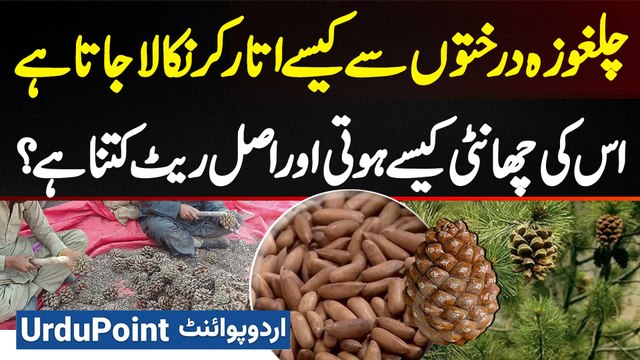 Chilgoza Kaise Nikalta Hai - Chilgoza Ki Processing Kaise Hoti Hai Aur Original Rate Kitna Hota Hai?