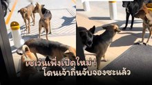 เซเว่นเพิ่งเปิดใหม่ ก็โดนเจ้าถิ่นยึดหน้าร้านตากแอร์ซะแล้ว…