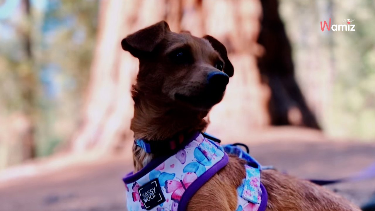 Les directeurs d'un refuge partent en vacances : au milieu du trajet ils sont saisis d'un énorme doute (vidéo)