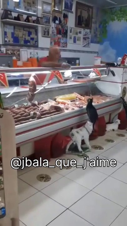 This cat used to come to the seller who fed her