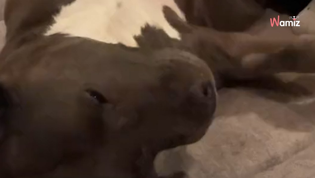 Dog owner spends $600 at the vet, thinks vet is joking when she hears diagnosis