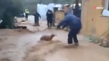 Rescate a contrarreloj: sacan a 39 perros y 41 caballos al borde del ahogamiento en las inundaciones de Málaga