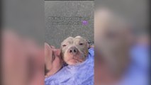 Un Pitbull que ha sido abandonado dos veces vuelve a ser adoptado y su reacción encoge el corazón