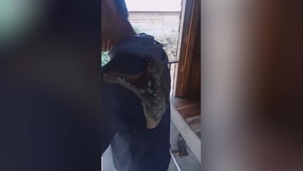 El rarísimo animal que tiene las redes sociales revolucionadas