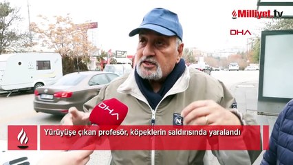 Yürüyüşe çıkan profesör, köpeklerin saldırısında yaralandı