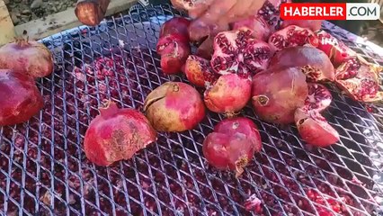 Adıyamanlı Üreticiler Nar Ekşisi ve Nar Suyuyla Kazançlarını Artırıyor