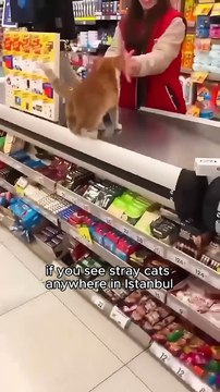 Istanbul is the city of cats 🐱 _shortvideo _animals _rescue _animal _cat _cute _shorts(720P_HD)