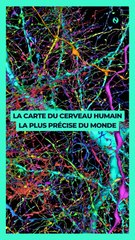 La carte la plus précise du cerveau humain jamais créée 🧠