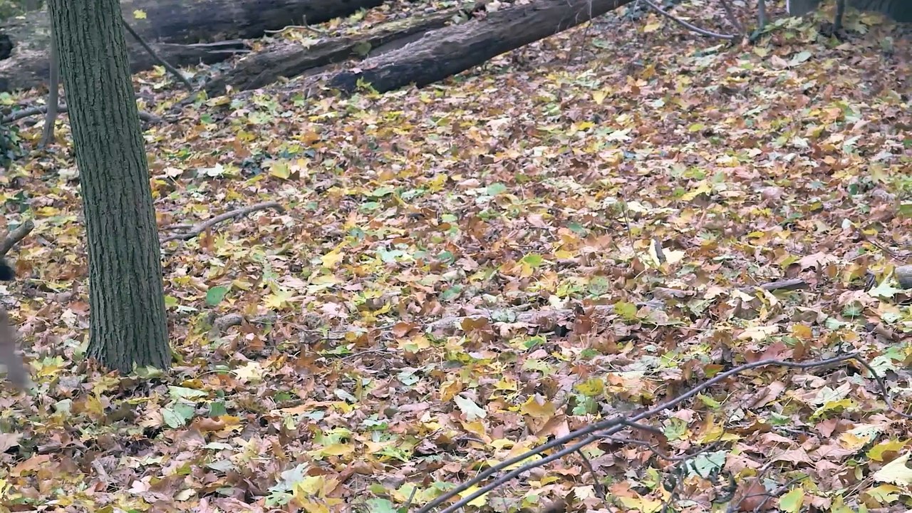 Zoo Vienna - So farbenfroh ist der Herbst im Zoo