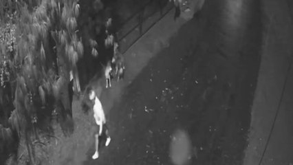 VIDEO | Tres perros Husky fueron cruelmente abandonados en una zona boscosa de Rionegro