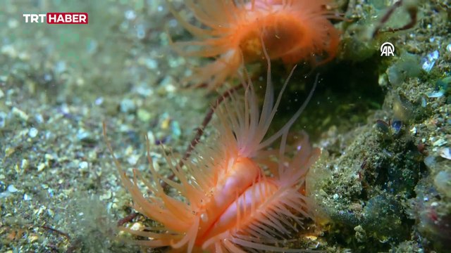 İstanbul Boğazı su altı kamerasıyla görüntülendi