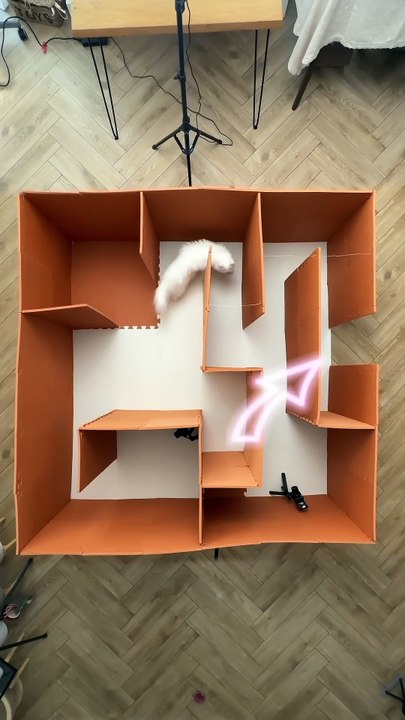 Where did the exit go_!😾 #cats #catvideos #maze #catlogic