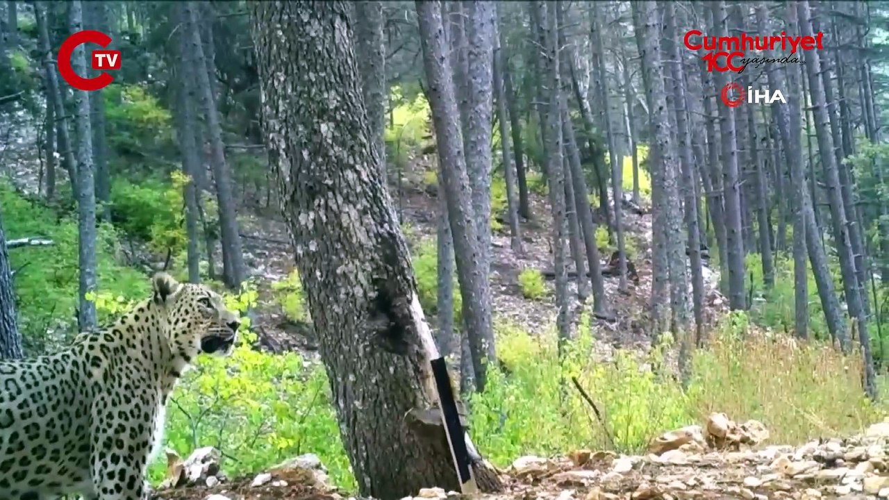 Anadolu parsı fotokapanda