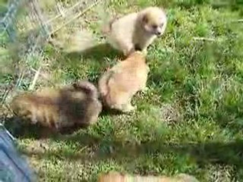 Première sortie chiots 1 mois