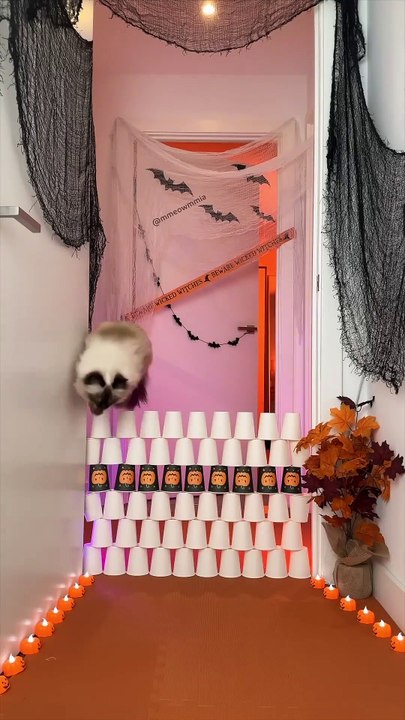 Can Jerrie jump as high as Mia_🙀 High high jumps • flashback 2023 #cats #catvideos