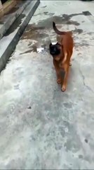 Ce chien est le roi de l'équilibre avec un verre d'eau