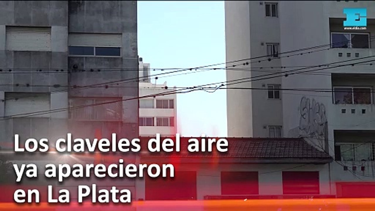 Los claveles del aire