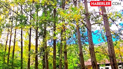 Tokat'ın Almus ilçesindeki Harami Yaylası Sonbaharda Bir Cennet Gibi