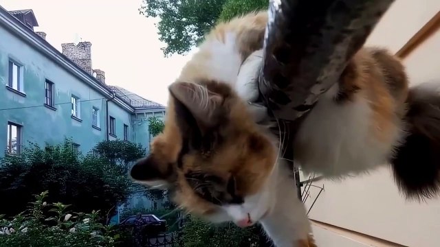 Le grand bêtisier des animaux - 16 novembre