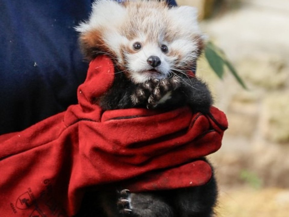 Rotes Pandababy Roxie stirbt wegen Stress und Feuerwerk
