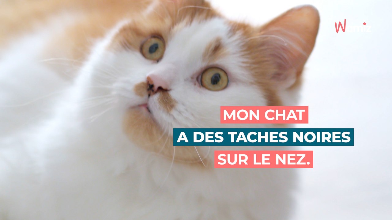 Mon chat a des taches noires sur le nez : dois-je m’inquiéter ?