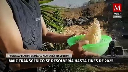 Maíz transgénico podría resolverse hasta fines de 2025, señala experto
