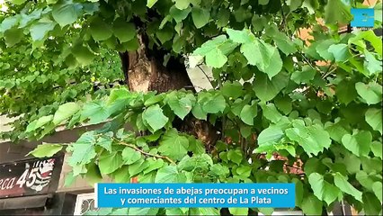 Las invasiones de abejas preocupan a vecinos y comerciantes del centro de La Plata