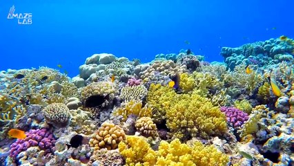 Largest Ever Single Coral Discovered That Is So Massive You Can See It From Space