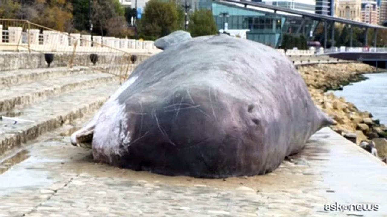 Cop29, un capodoglio spiaggiato sul lungomare d...