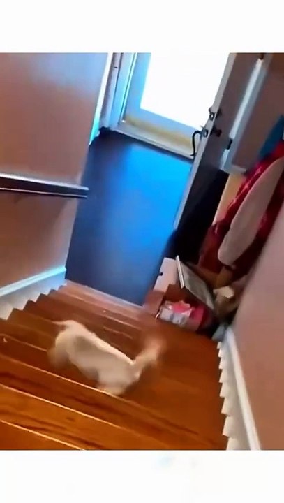 Funny animal videos 😹🤣 #funnyanimals #pet #cat #dog #cute #animals