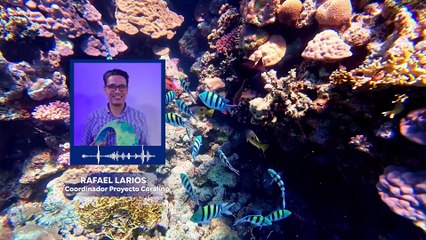 STVE INFORMA: Arrecifes de Coral